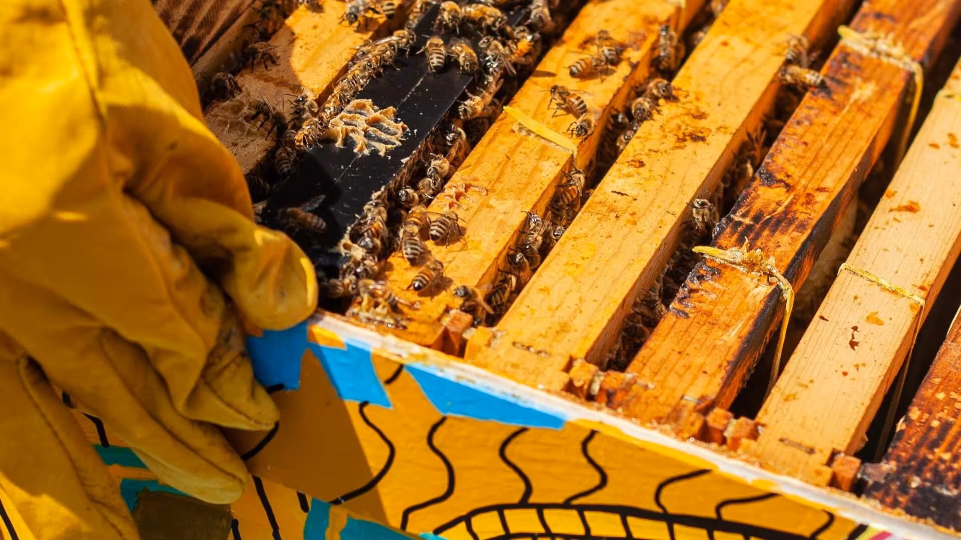 Mitos fakta tentang madu