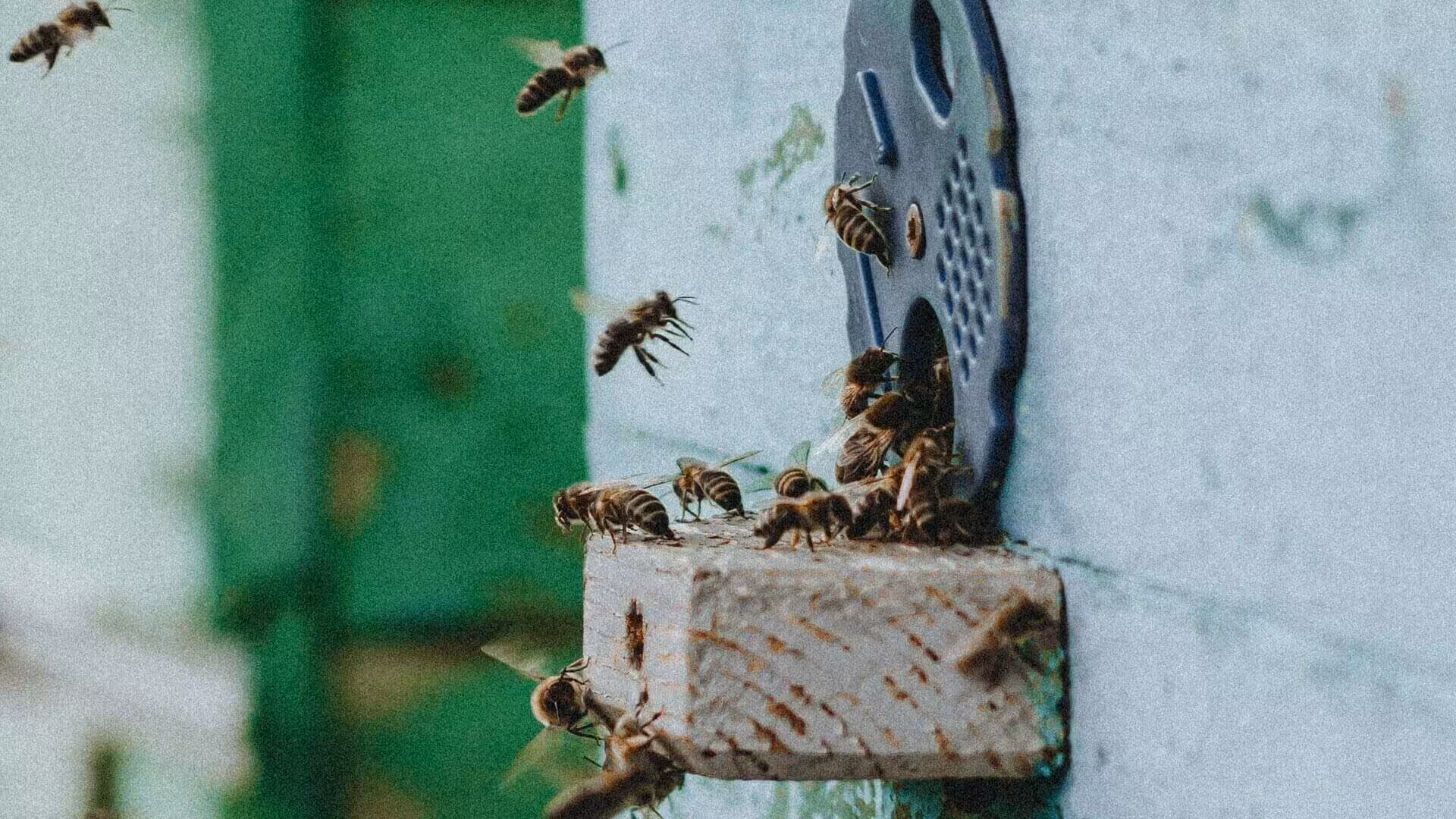 Kebijakan & Ketentuan Edukasi Madu